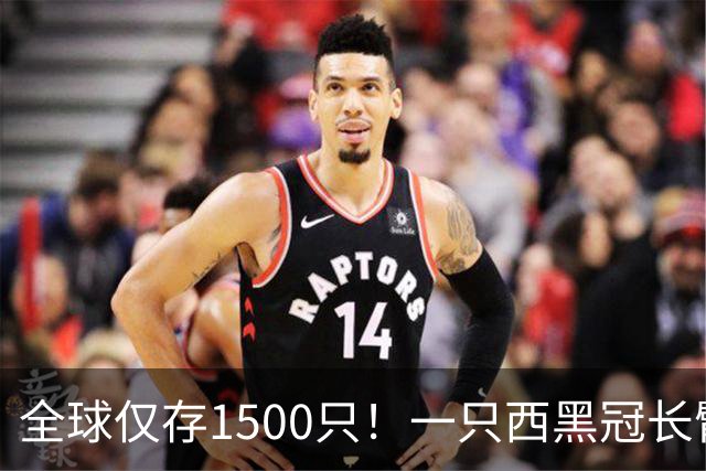 全球仅存1500只！一只西黑冠长臂猿现身哀牢山金山丫口，面对游客镜头毫不露怯成“网红”